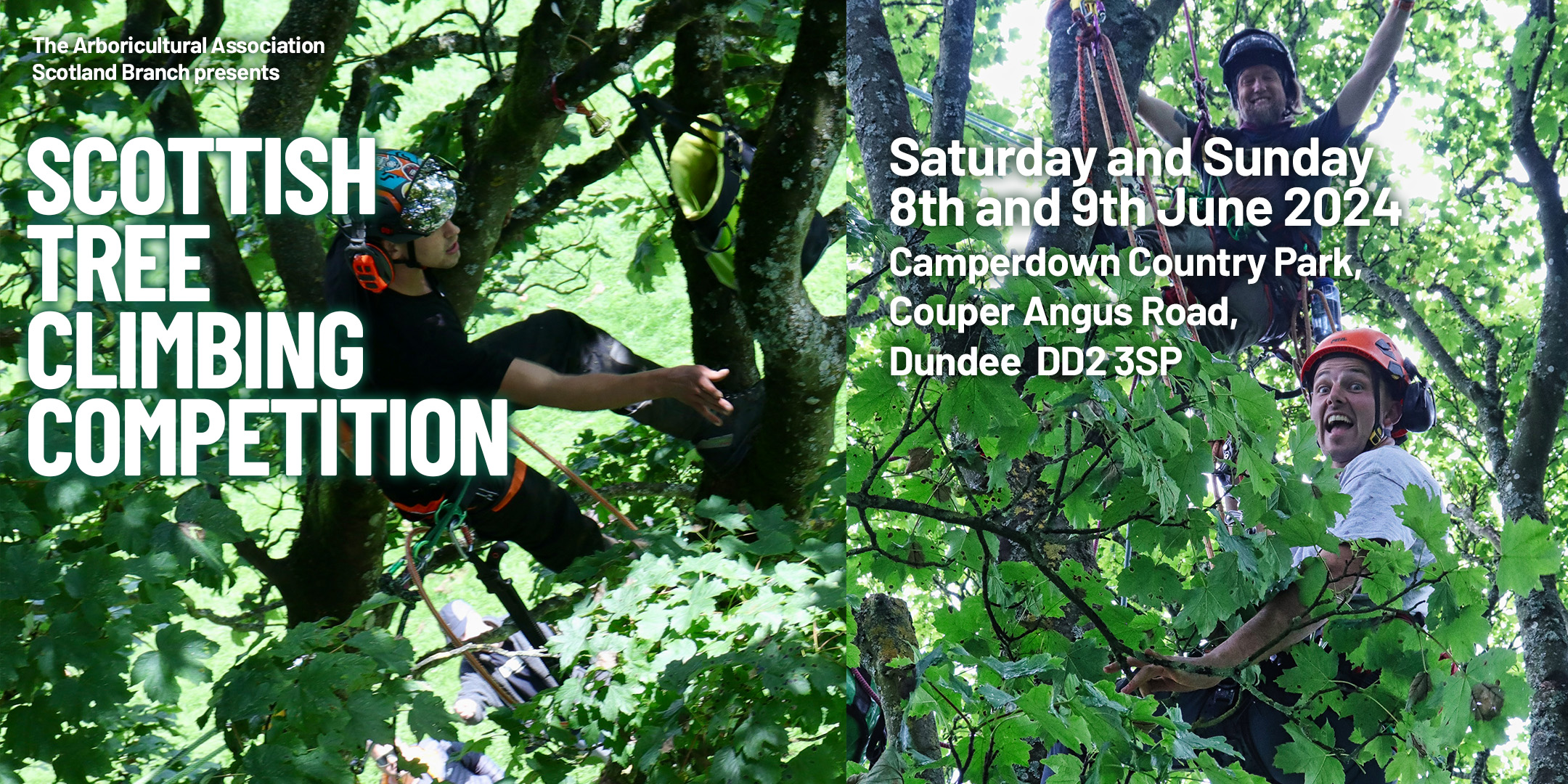 Scottish Tree Climbing Competition