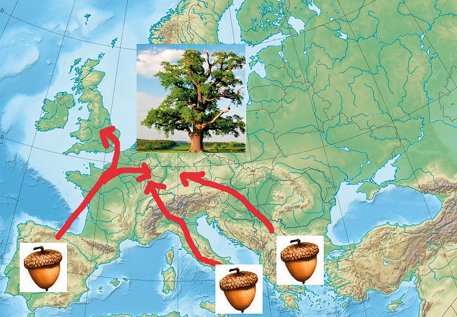 Figure 4: The influence that people had on the distribution of oaks in Europe may have been far greater than is currently accepted. One argument put forward in an interesting article suggests that the northward spreading of oaks from their glacial refugia after the last ice age was actually the result of the northward spreading of humans from the same areas. (Source and further information: © Old European Culture Blog, 13 November 2014)