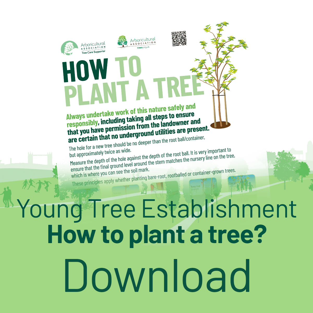Download the Young Tree Establishment How to Plant a Tree Poster