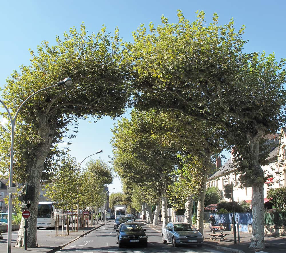Sculpted Platanus hispanica, Brive, France. Diversity in size, shape and form.