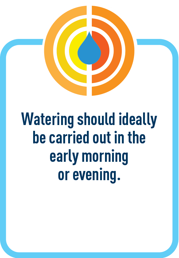 Watering should ideally be carried out in the early morning or evening.