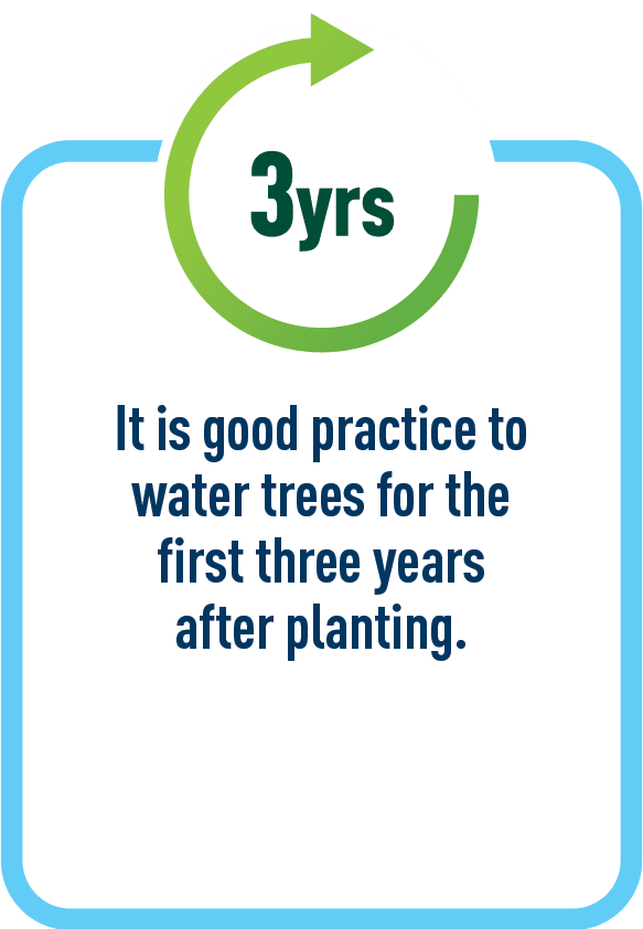 It is good practice to water trees for the first three years after planting.