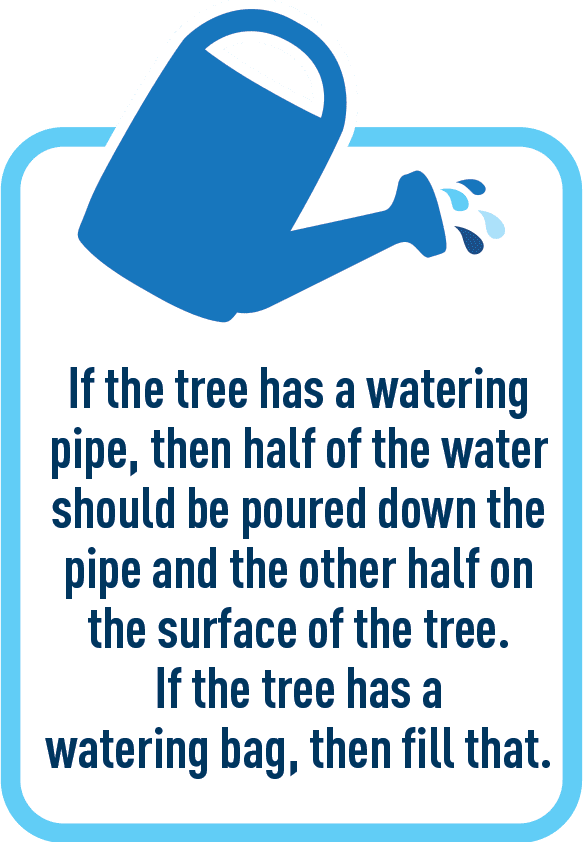 If the tree has a watering pipe, then half of the water should be poured down the pipe and the other half on the surface of the tree. If the tree has a watering bag, then fill that.