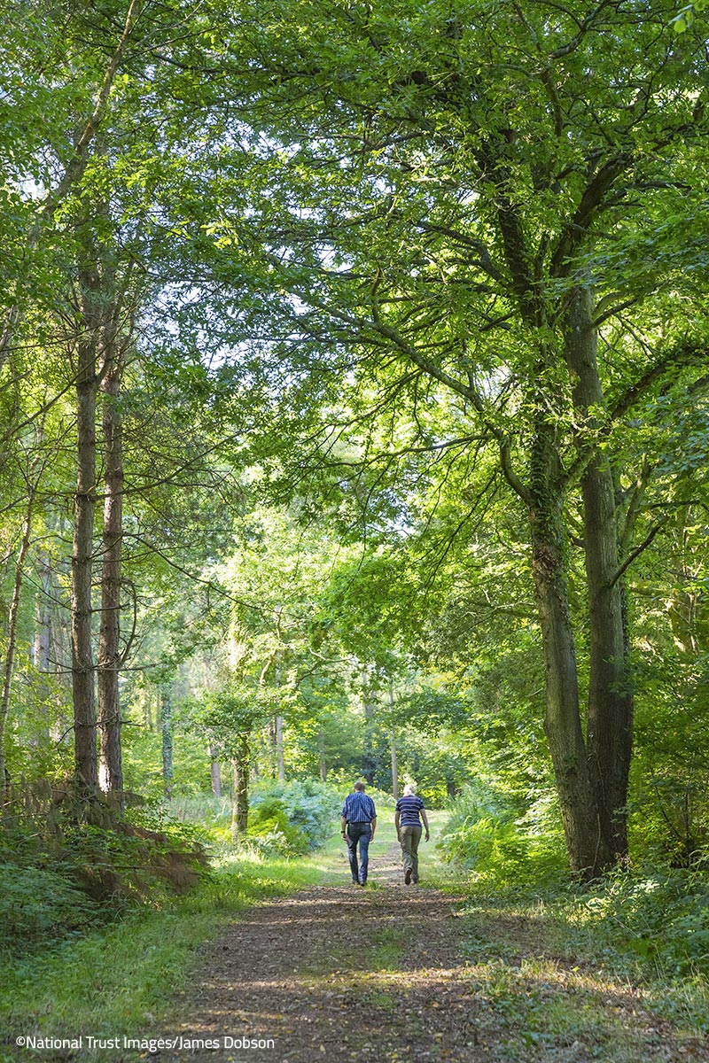 Woodland walks on the Killerton Estate – ©National Trust Images/James Dobson