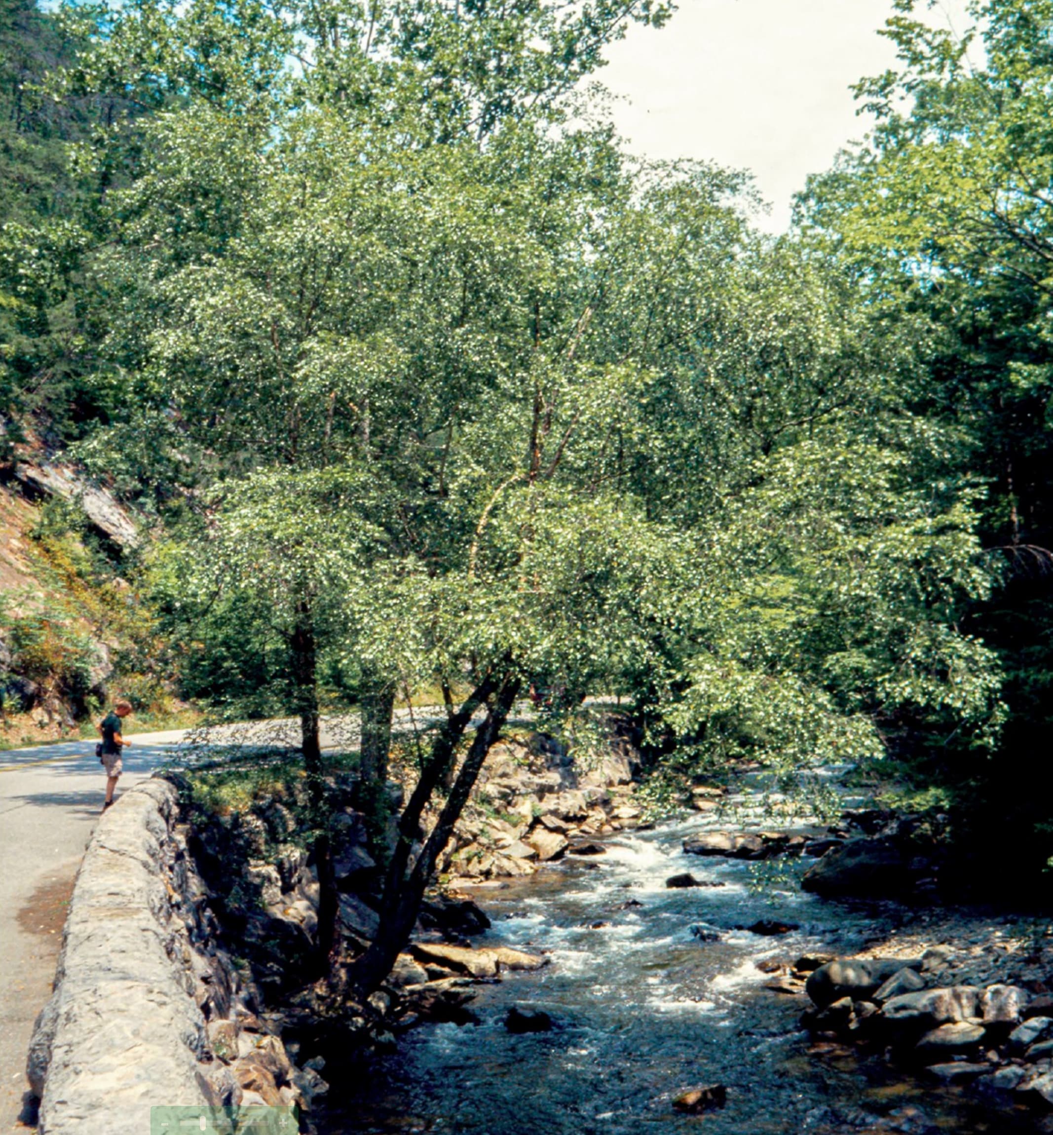 Black Birch (Betula nigera) in its natral setting beside a stream