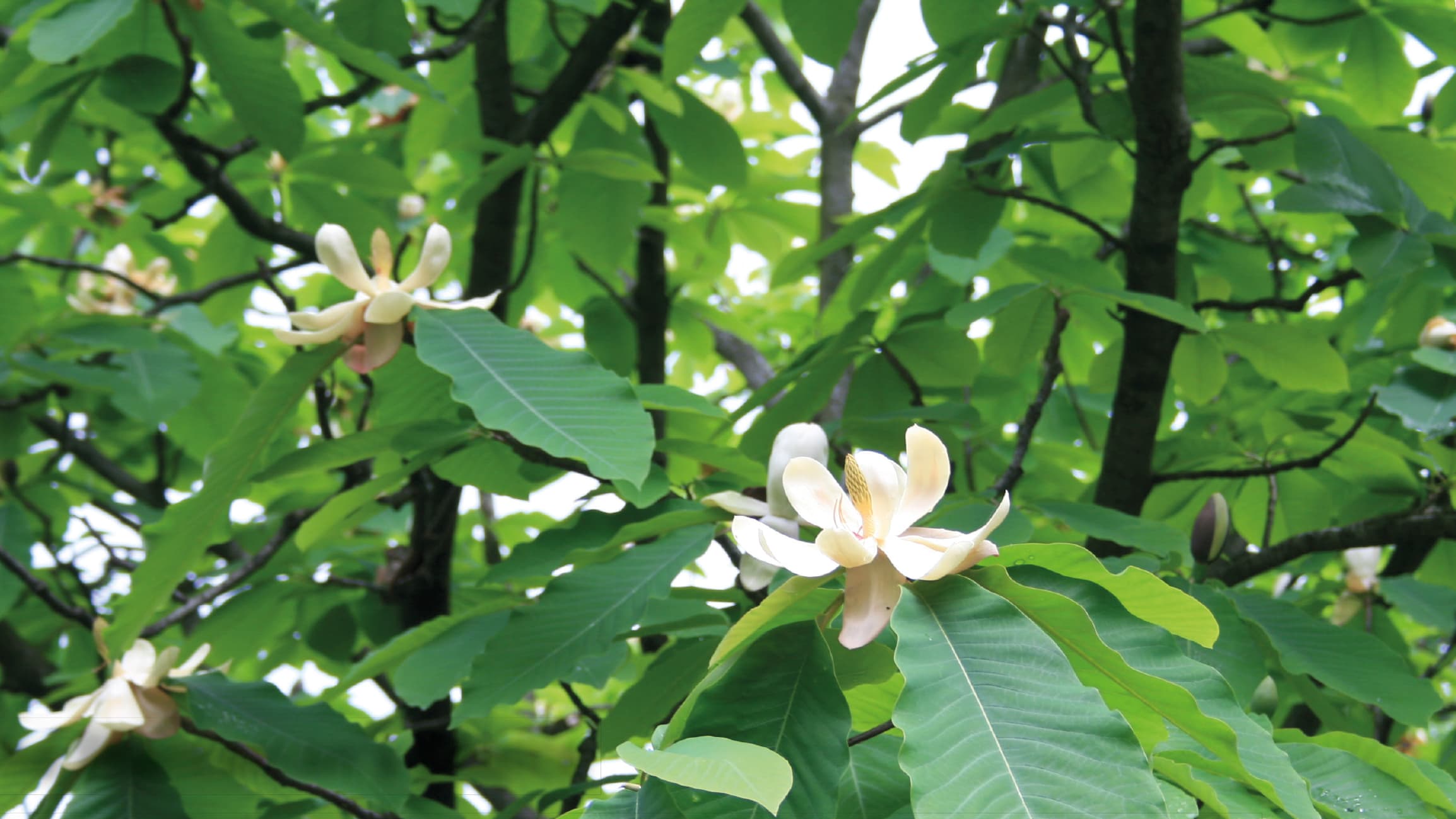 Japanese bigleaf magnolia