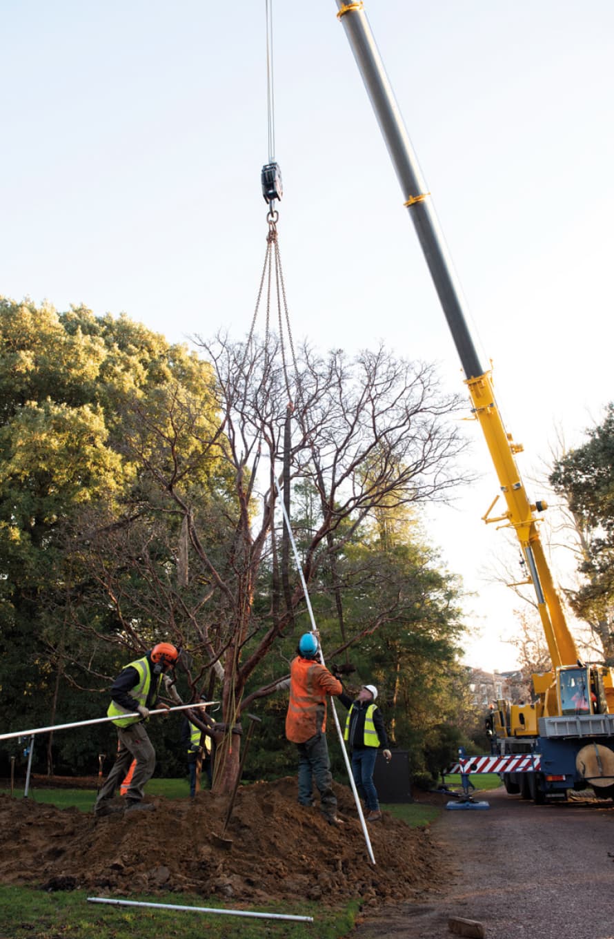 Acer griseum just about to be lifted to its new home elsewhere within the Royal Botanic Gardens Edinburgh