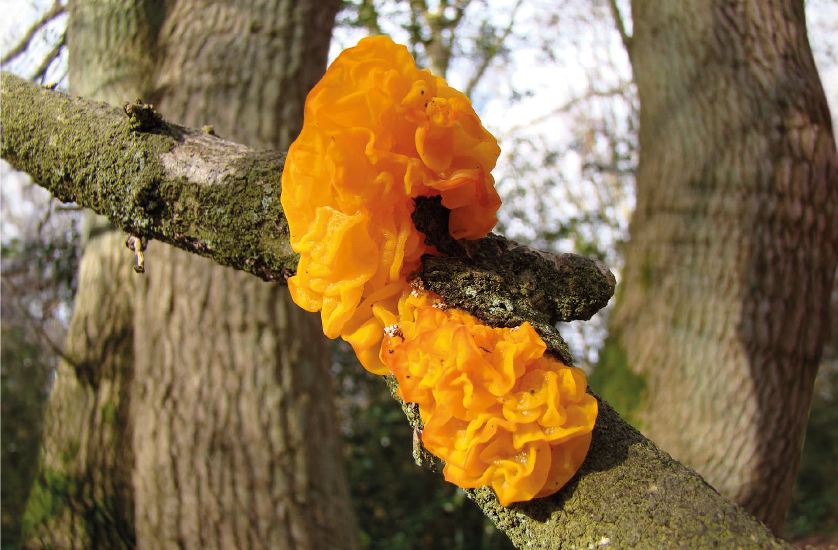 Tremella mesenterica from Fungi on Trees: A Photographic Reference