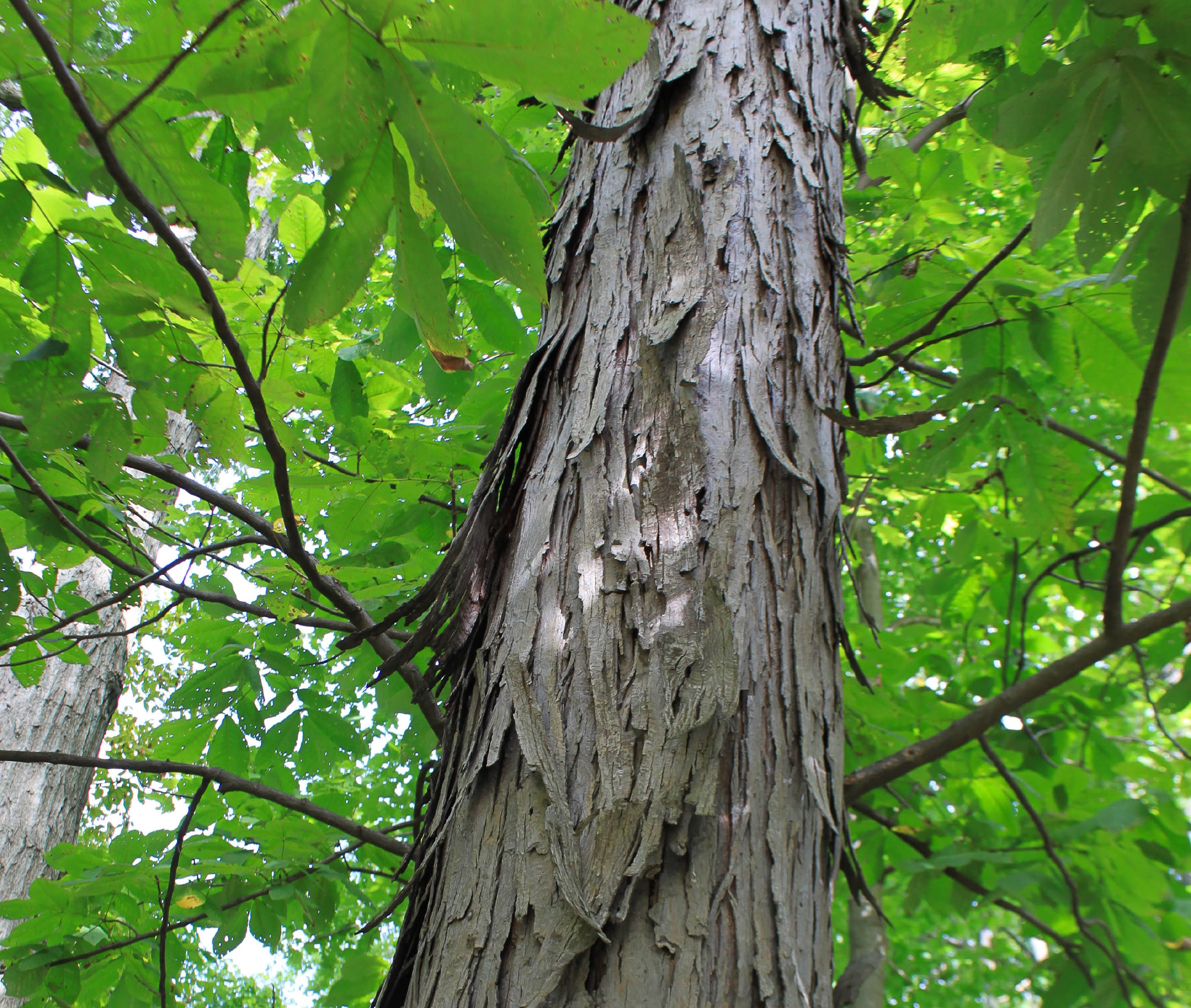 Shagbark hickory (Carya ovata) develops over time – a very exciting strain that really captures attention.