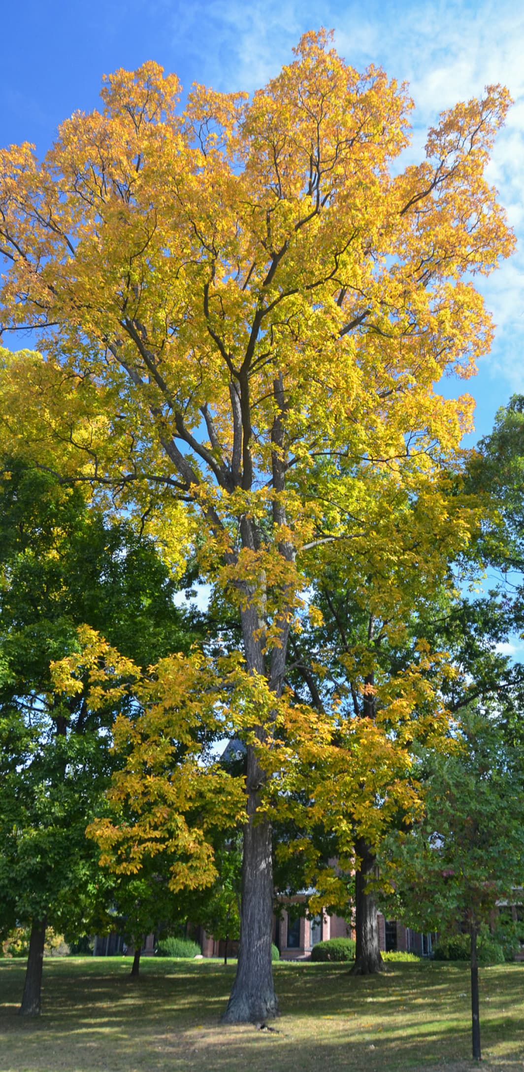 A solitary large-leaved hickory (Carya tomentosa) in autumn colours.