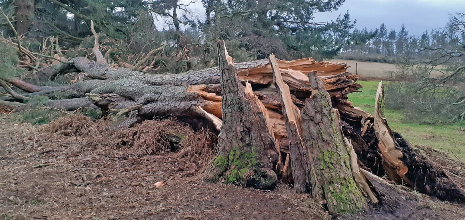 Granny pine felled by Storm Arwen © Struan Dalgleish