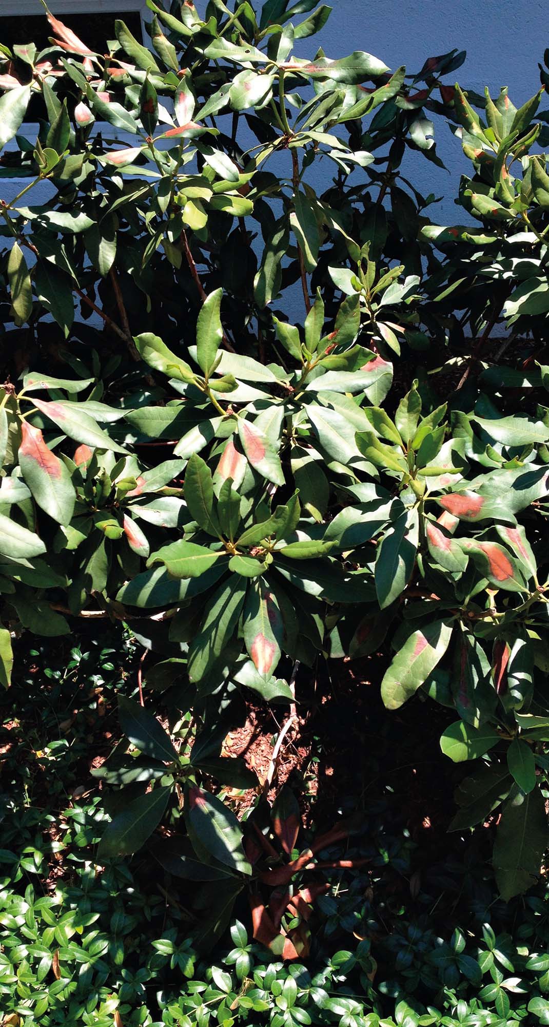 2. Symptoms of prolonged heat stress on rhododendron.