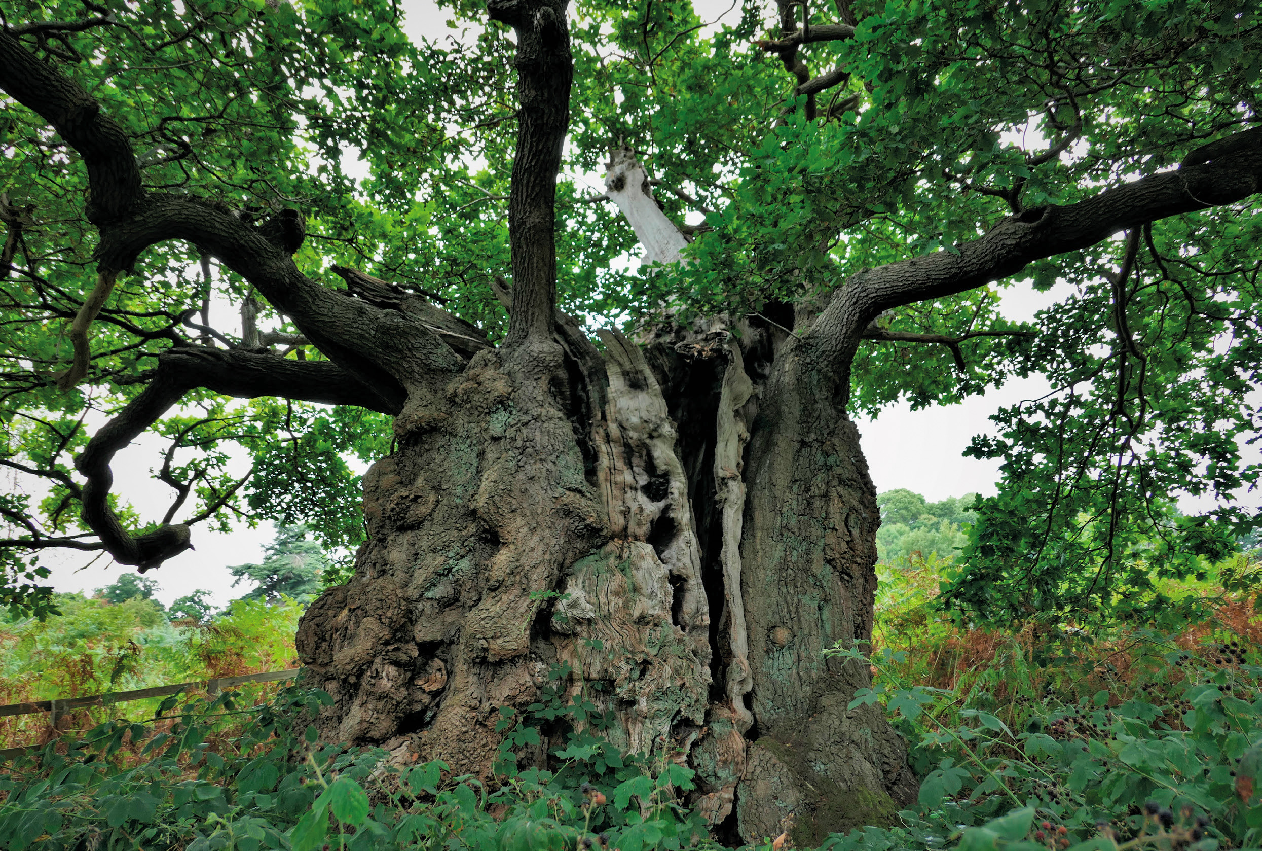 Ancient oak at Calke Abbey, Leicestershire. The Old Man of Calke is a tree of national special interest and one of 15,000 ancient trees recorded across the UK. (Photo: Emma Gilmartin)