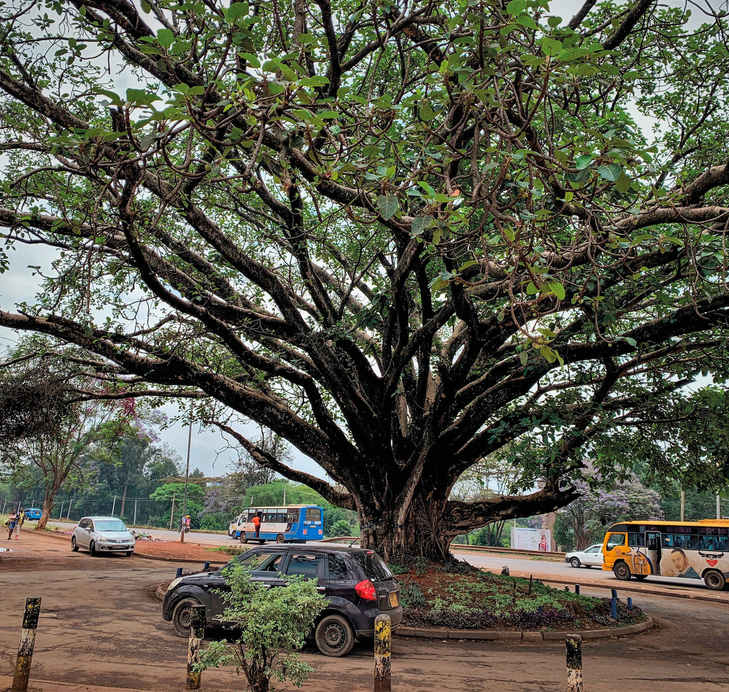 Fig tree saved from removal to make way for construction of a new expressway in Nairobi, Kenya (pictured before the expressway was built). (Photo: Cathy Watson)