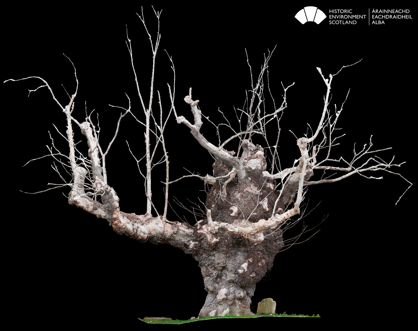 The Digital Documentation and Innovation Team at HES recorded the Beauly Elm using laser scanning and photogrammetry. (Historic Environment Scotland)