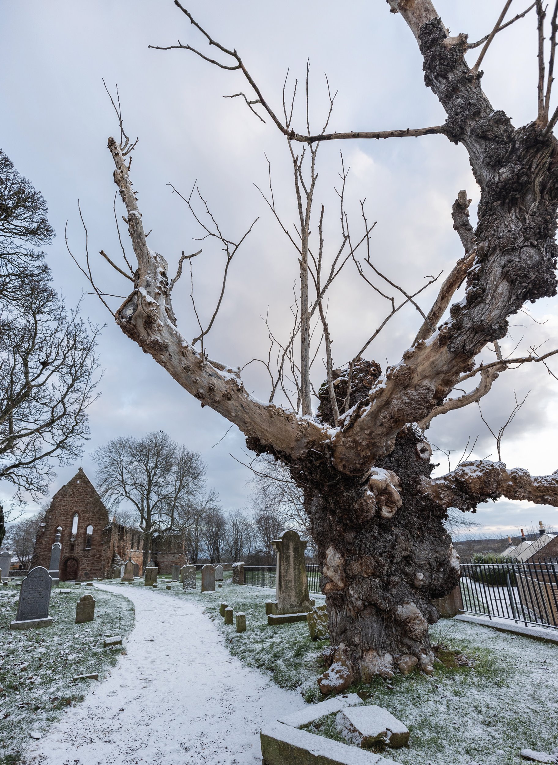 The Beauly Elm on a chilly day. (Historic Environment Scotland)