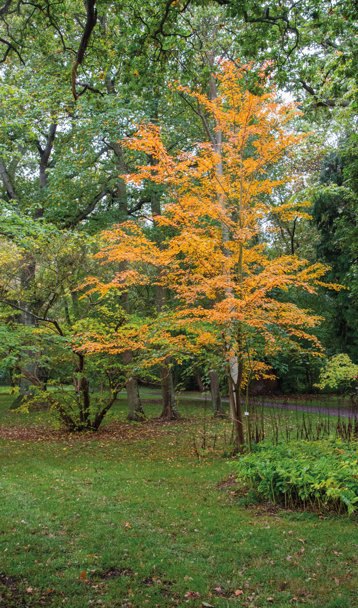 The Tschonoski maple develops into a smaller tree, usually with a multi-stemmed expression.