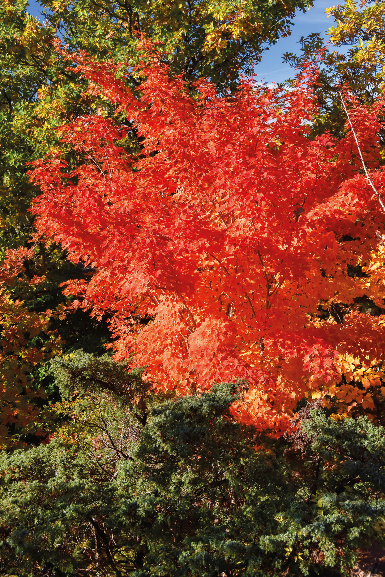 In the mainland type of the Tschonoski maple (Acer tschonoskii ssp. koreanum) there are types with intense rose-red autumn colours.