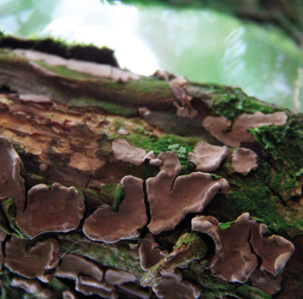 Yew duster fungus (Amylostereum laevigatum)