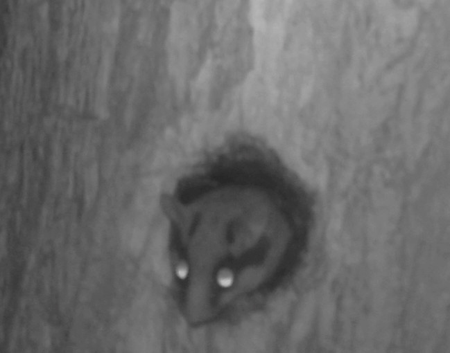 A garden dormouse emerging from a carved nest hole.