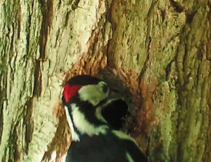Great spotted woodpeckers have been observed working to enlarge a carved nest hole.