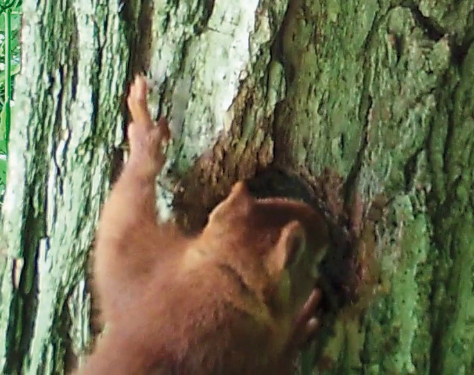 Red squirrel.