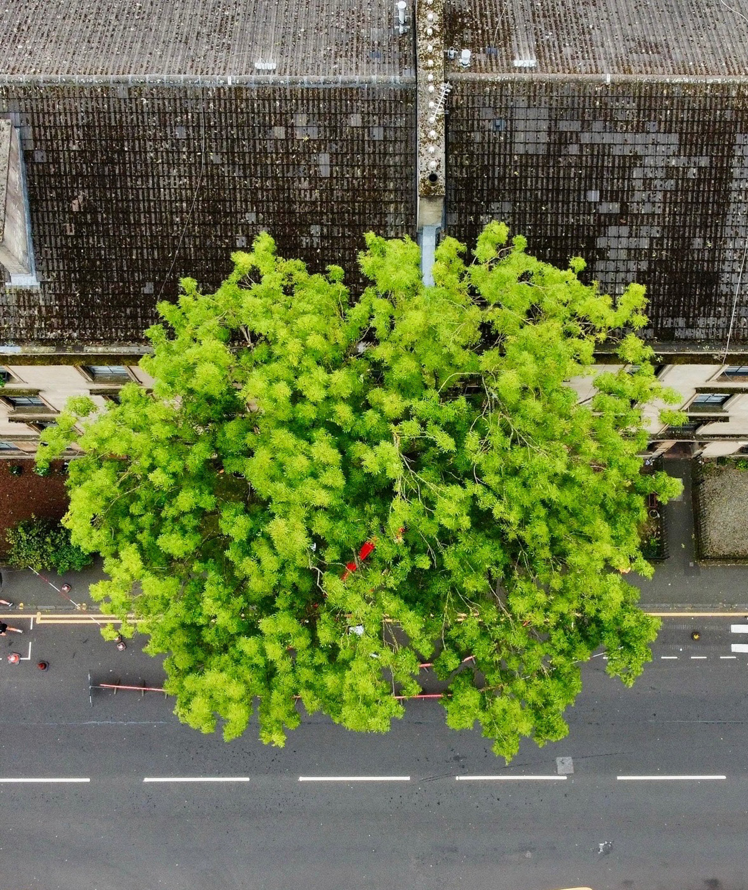 The Argyle street ash from above showing little sign of dieback.