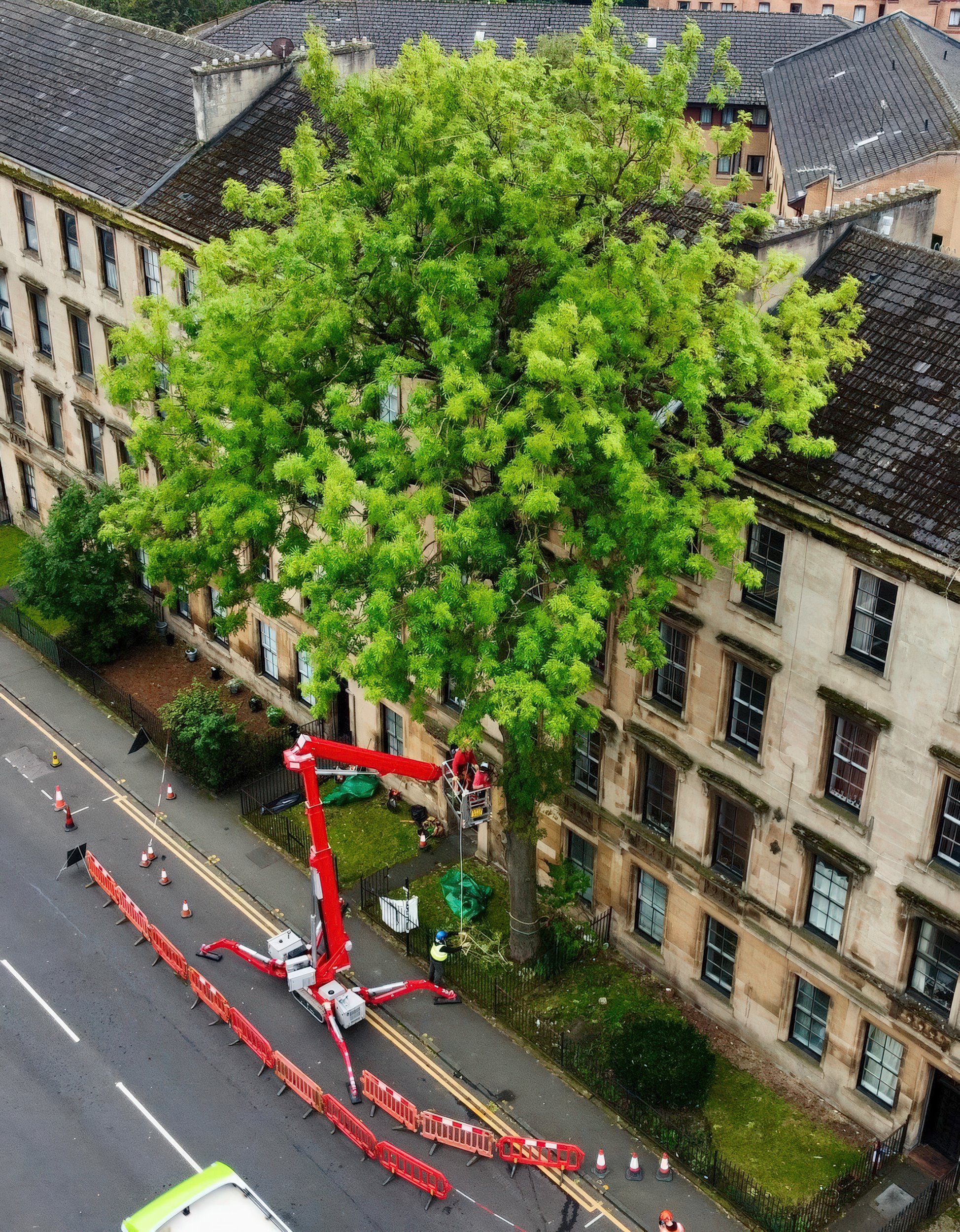 Arboricultural work being carried out on the Argyle Street ash.