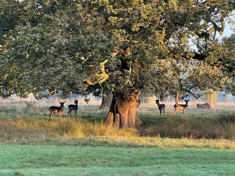 Packington Deer
