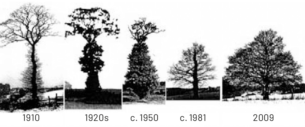 The Arthur Clough Oak ©Philip Stewart