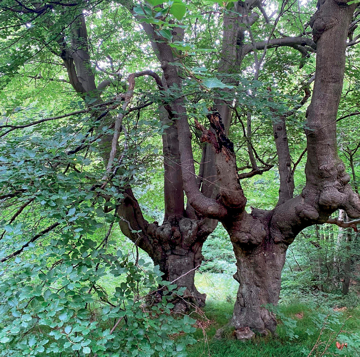 Two ancient beech pollards at Burnham Beeches.