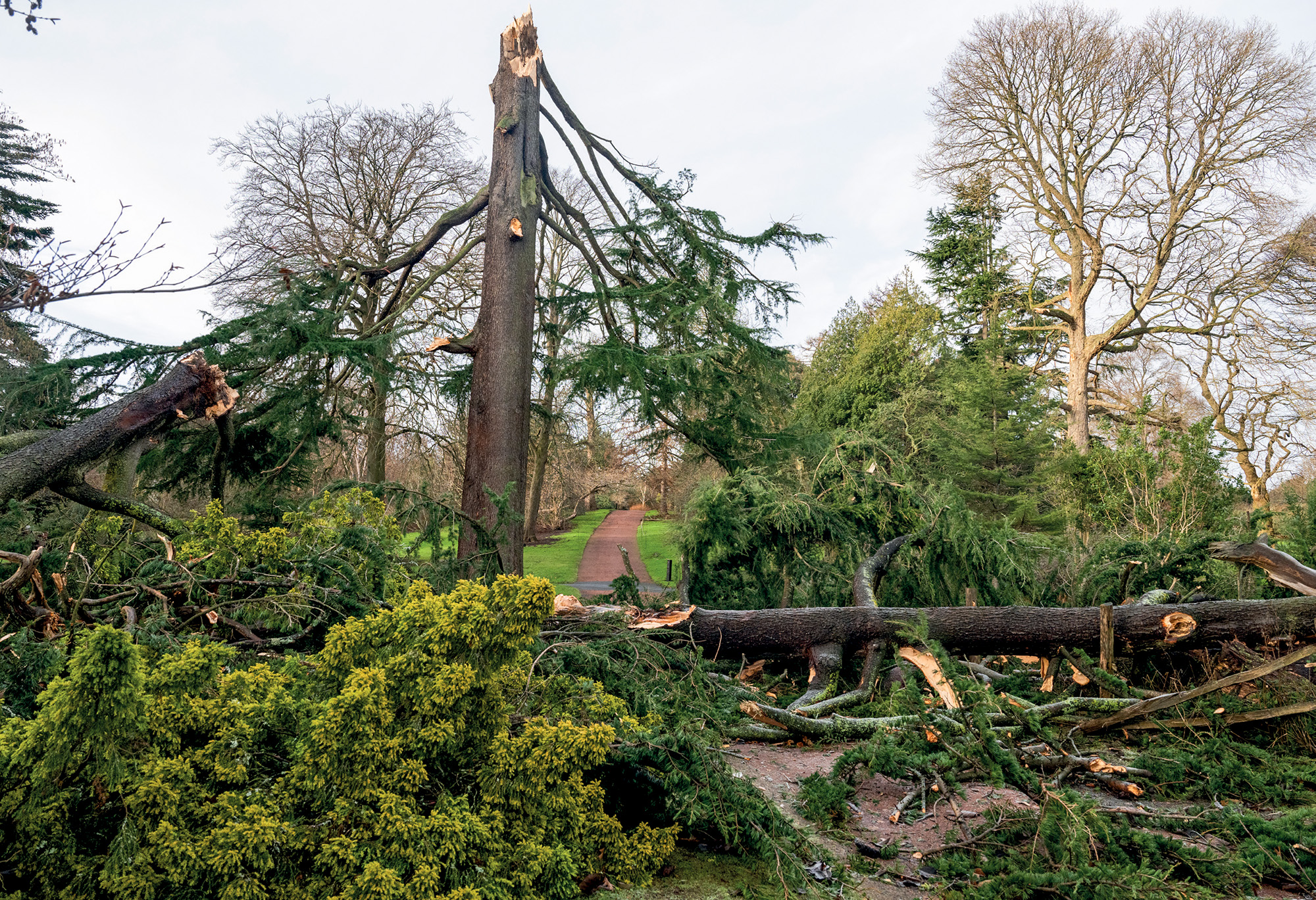 Planted in 1859 and previously the tallest tree in the Royal Botanic Garden Edinburgh, this Deodar cedar’s canopy was blown apart in the storm. (© RBGE. Photographer: Lynsey Wilson)