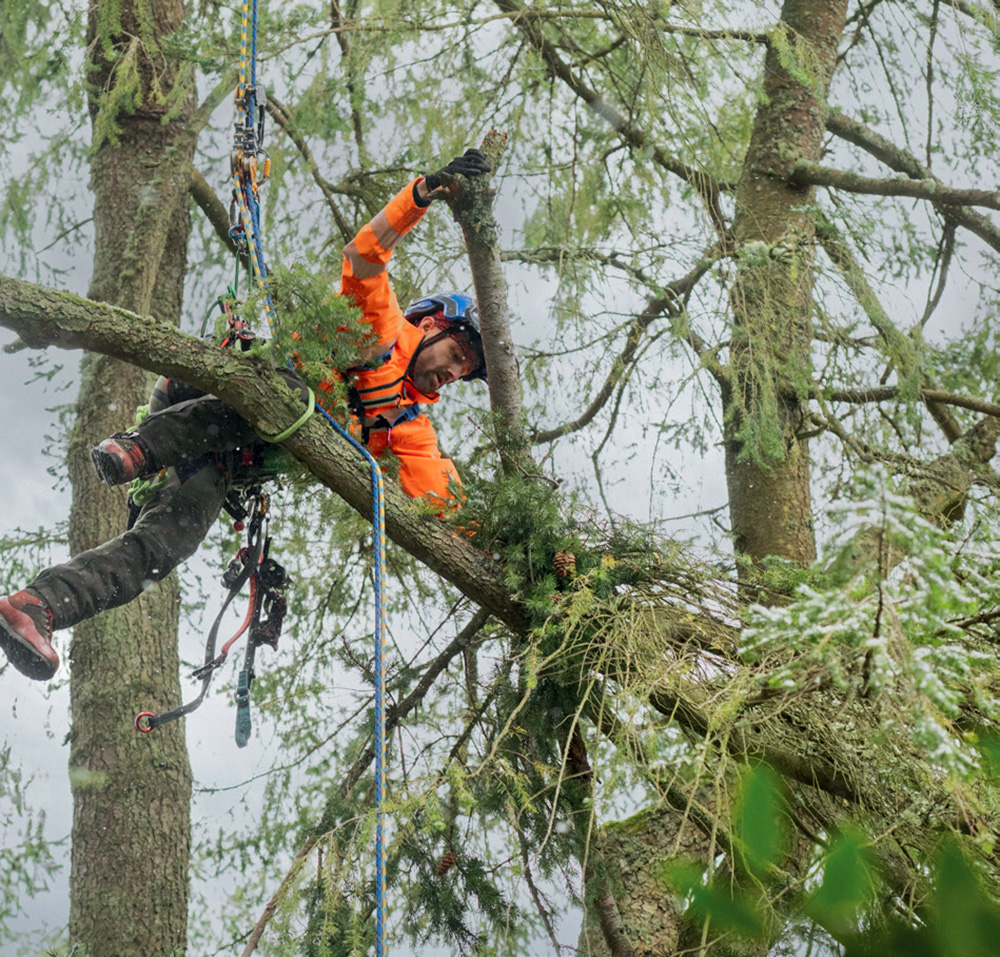 Jack Higginson dislodges a hanging branch at Dawyck. (© RBGE. Photographer: Lynsey Wilson)