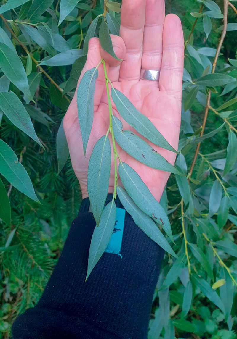 Figure 1: The long elegant leaves of white willow (Salix alba). (© Matthew Cooper)