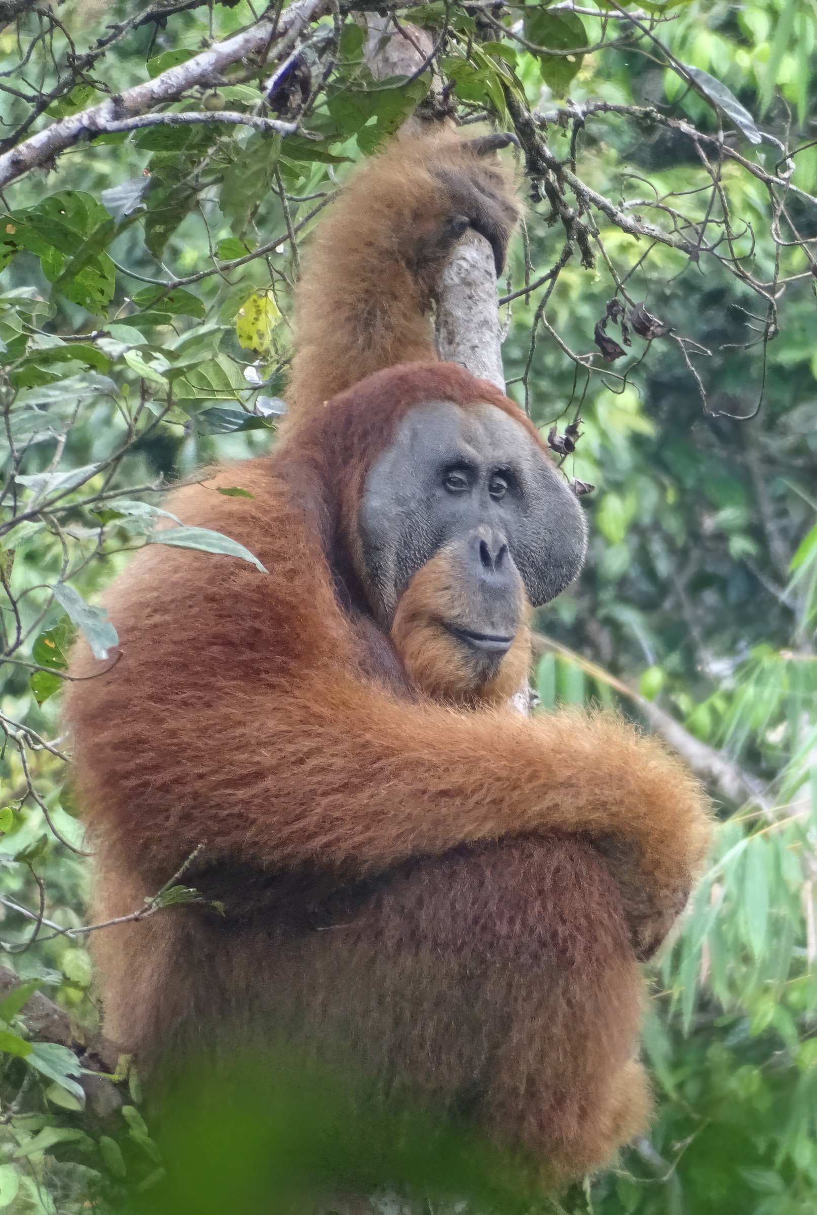 A young male orangutan: the project trained and helped equip members of the TaHuKah team who are working on reconnecting forest habitats for these primates and other wildlife.