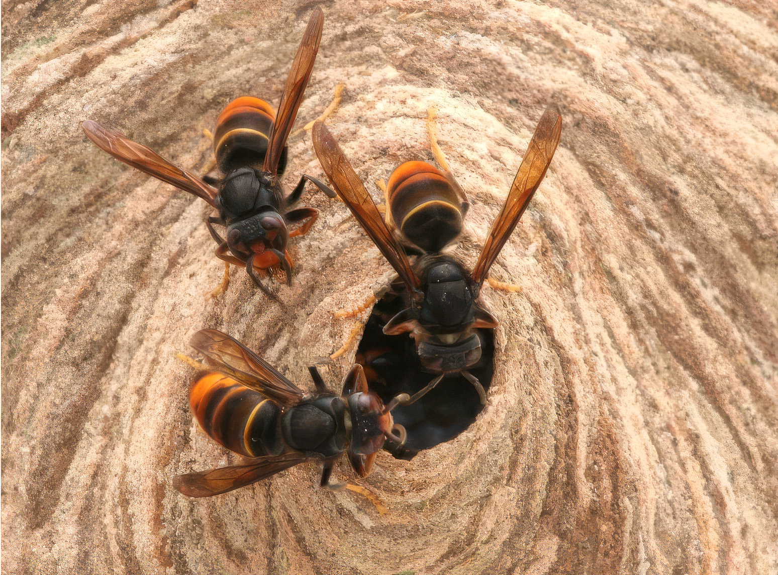 Three yellow-legged hornets (Vespa velutina) around a nest entrance. (© Crown copyright)
