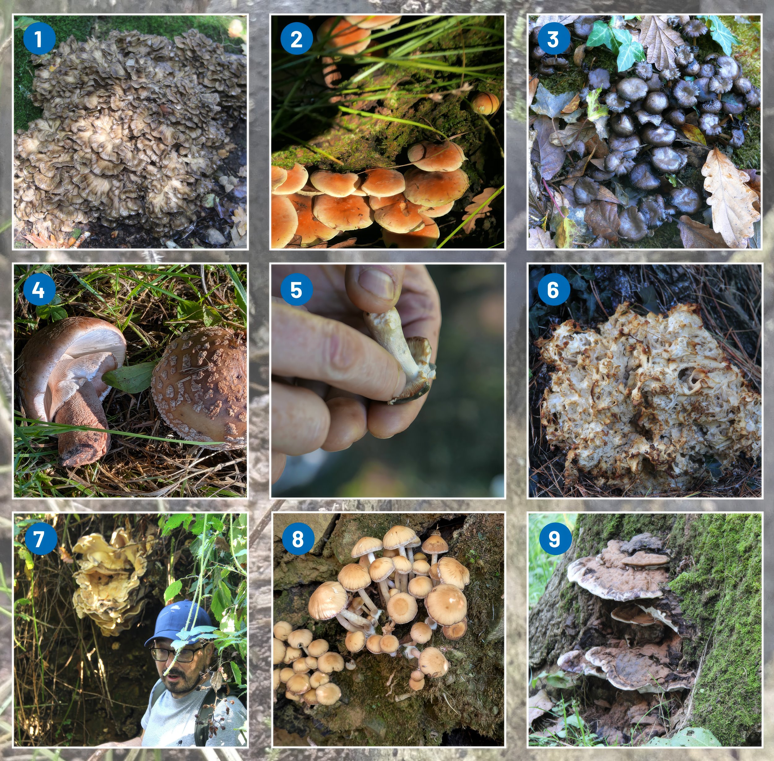 Fungi images