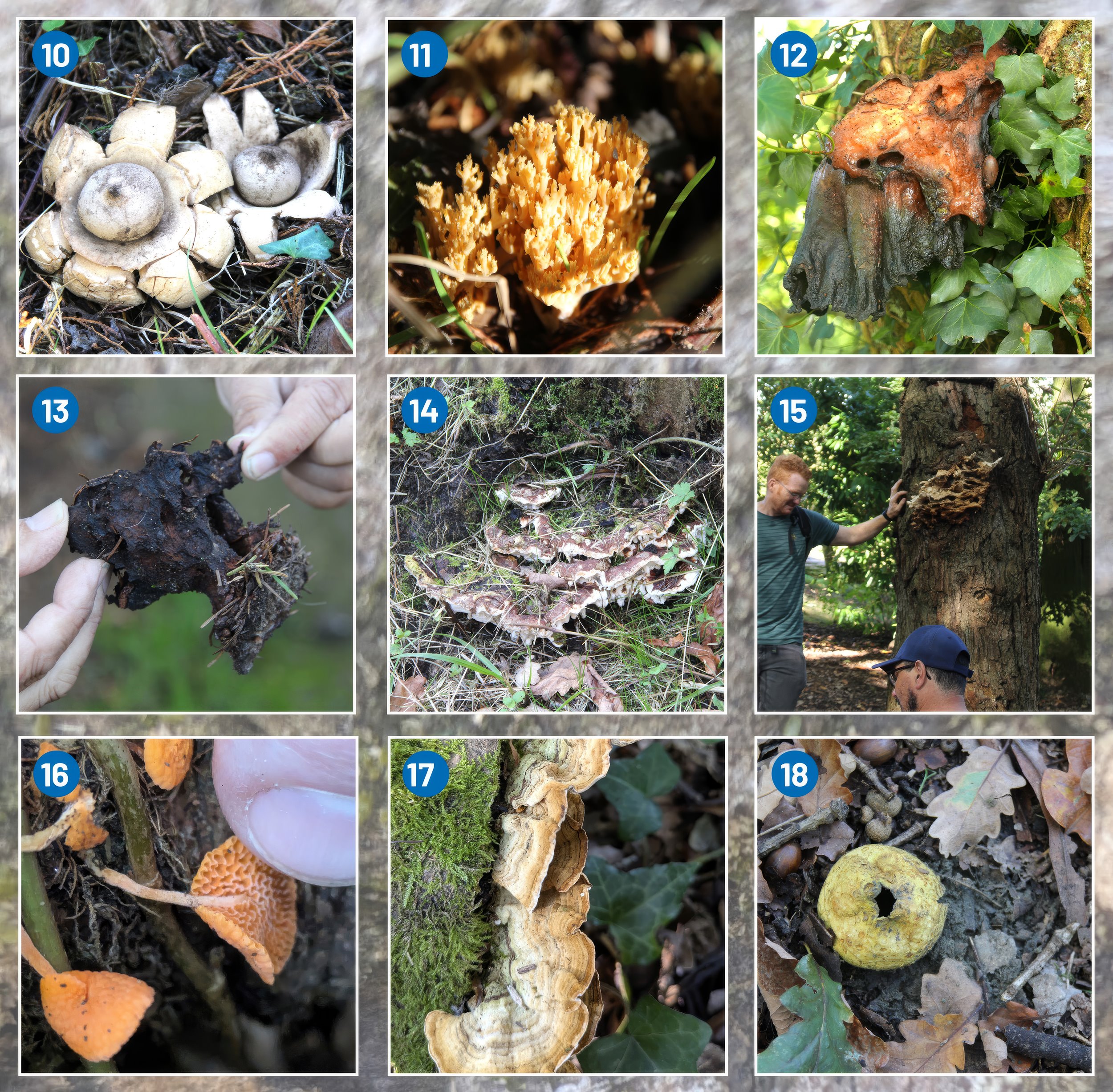 Fungi images