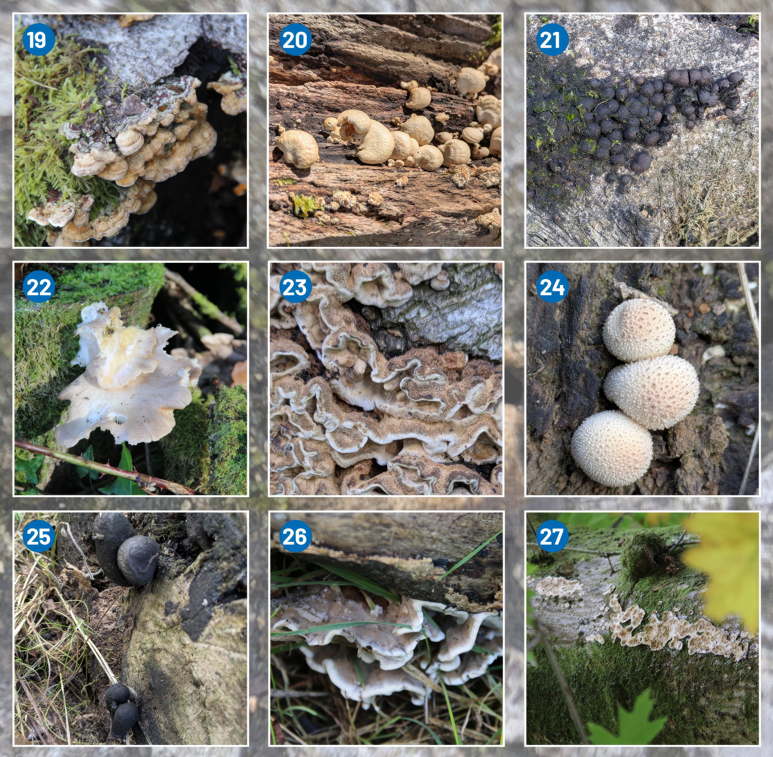 Fungi images