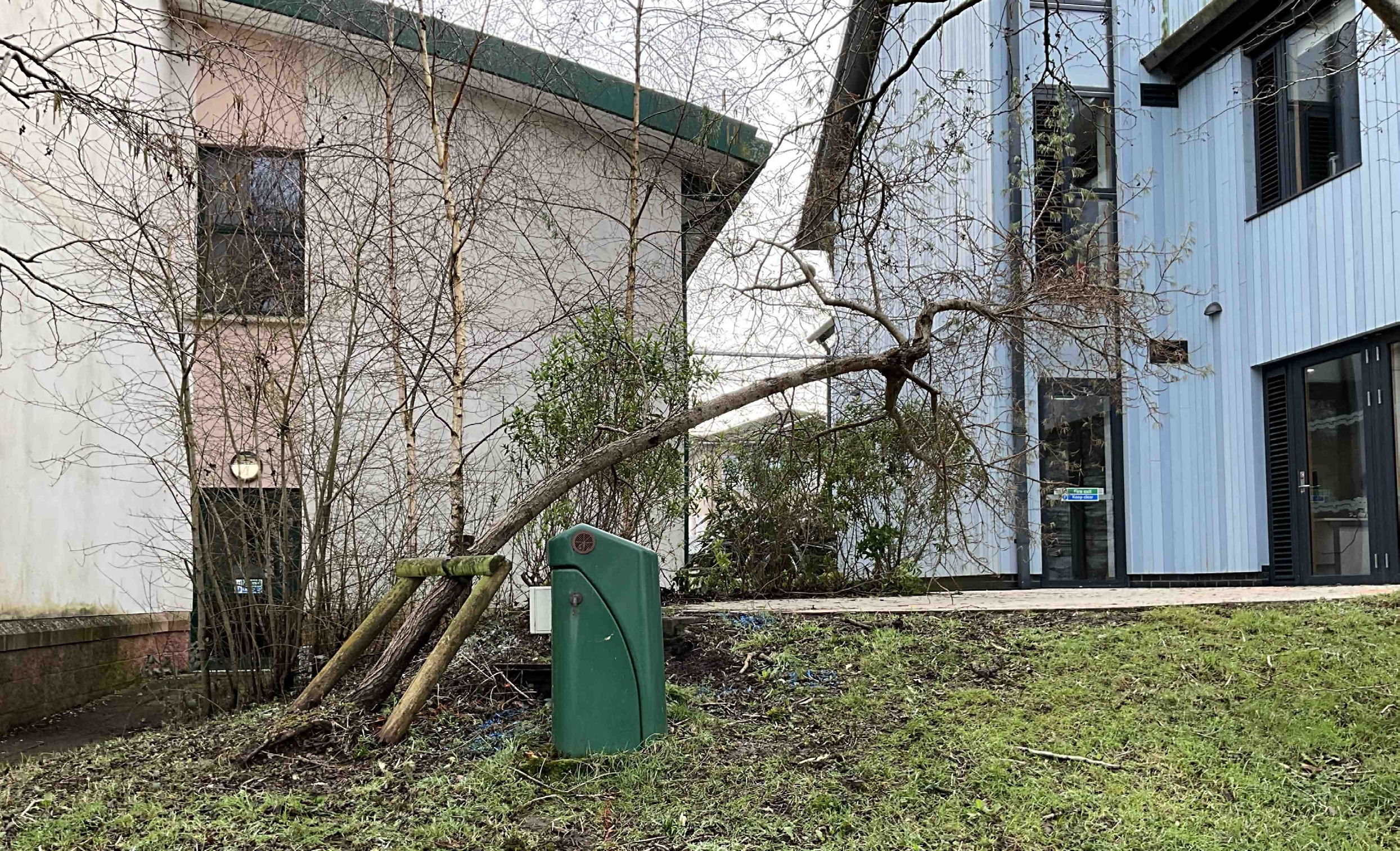 The naturally regenerated birches appear to be doing well