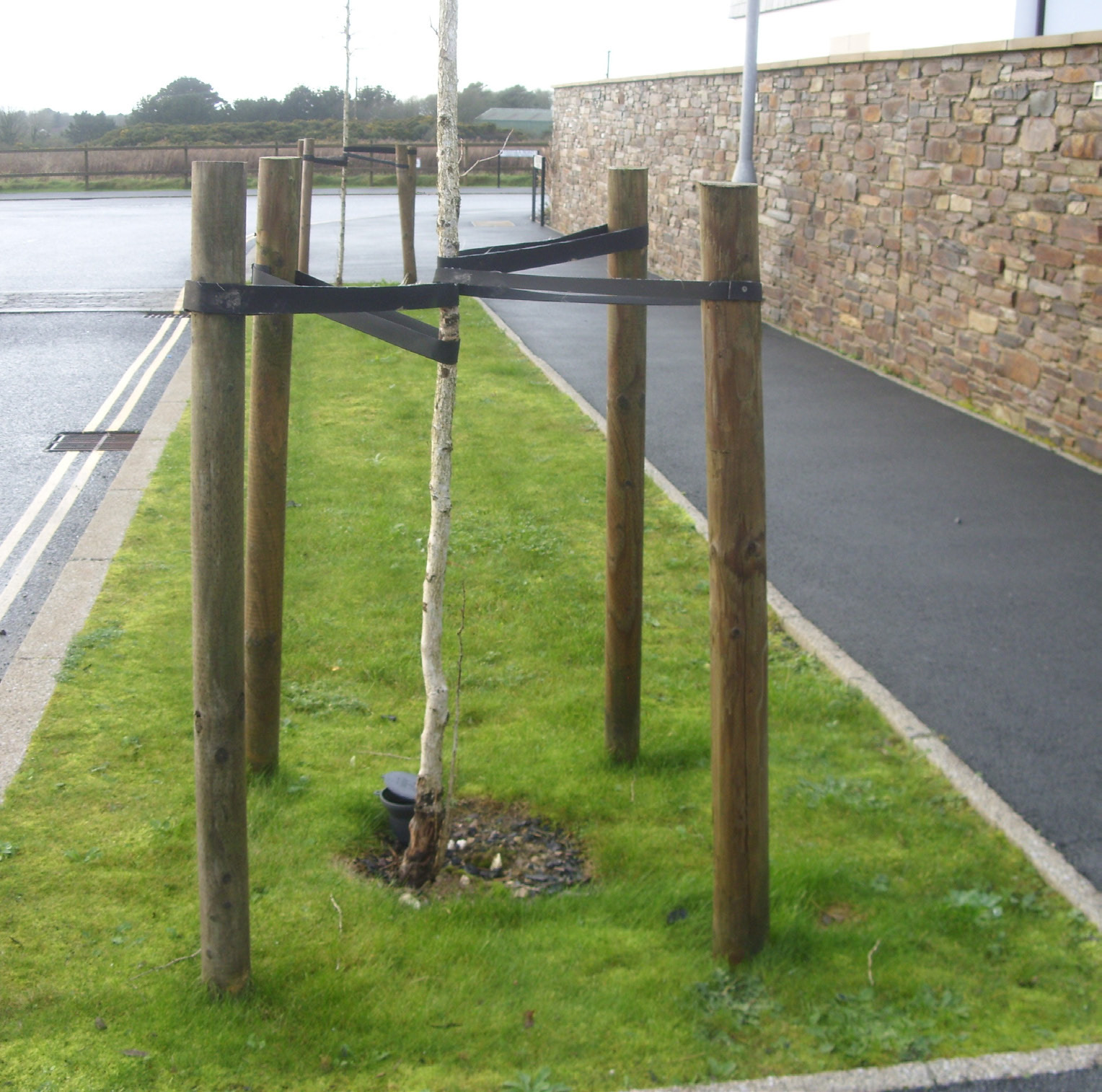 Far too often tree stakes are tombstones