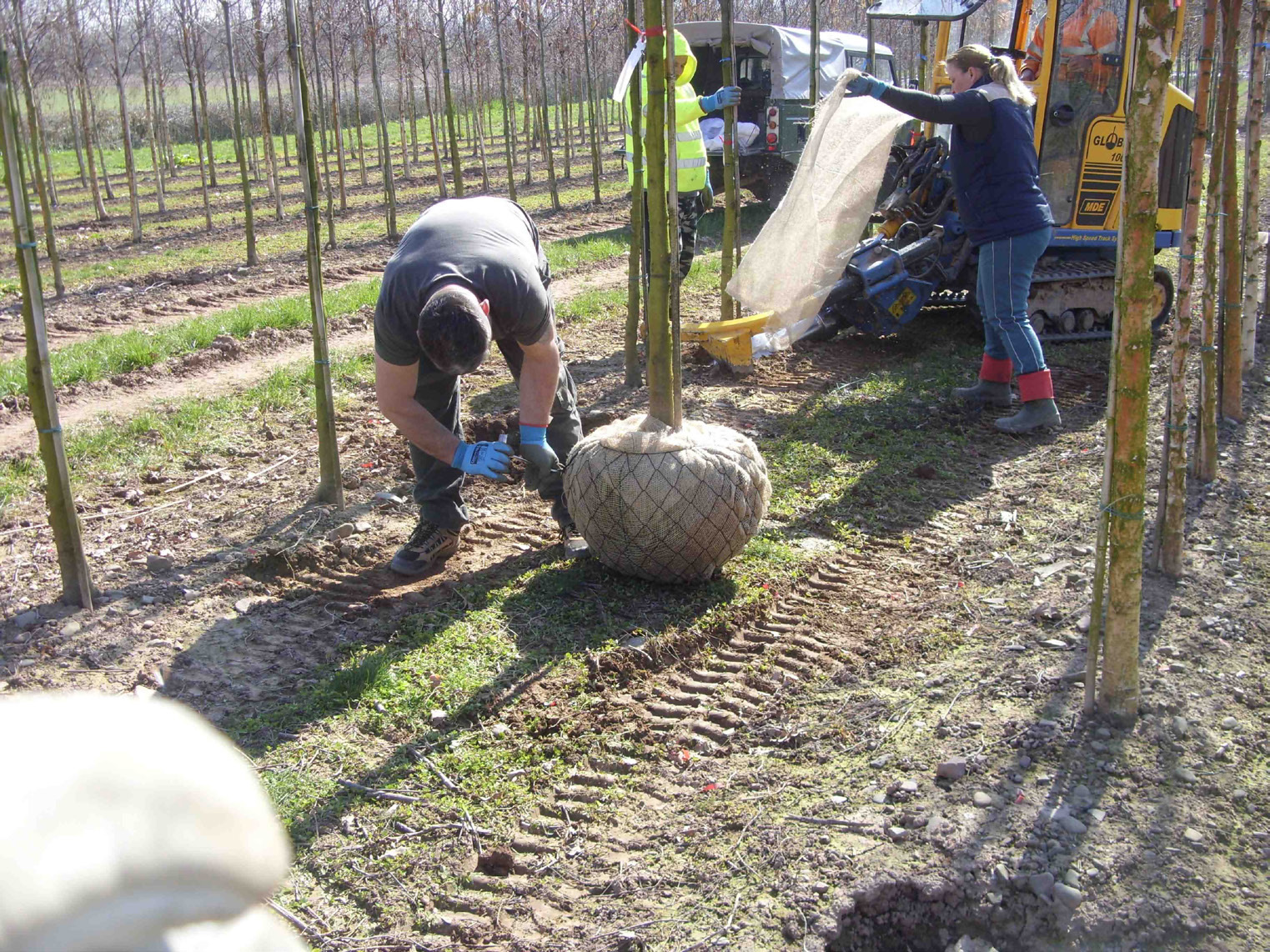 These growers based in the Midlands produce rootballed standards on heavy clay