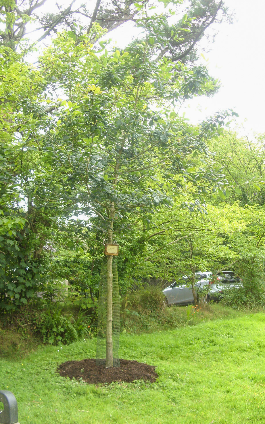 Young oak in a public park
