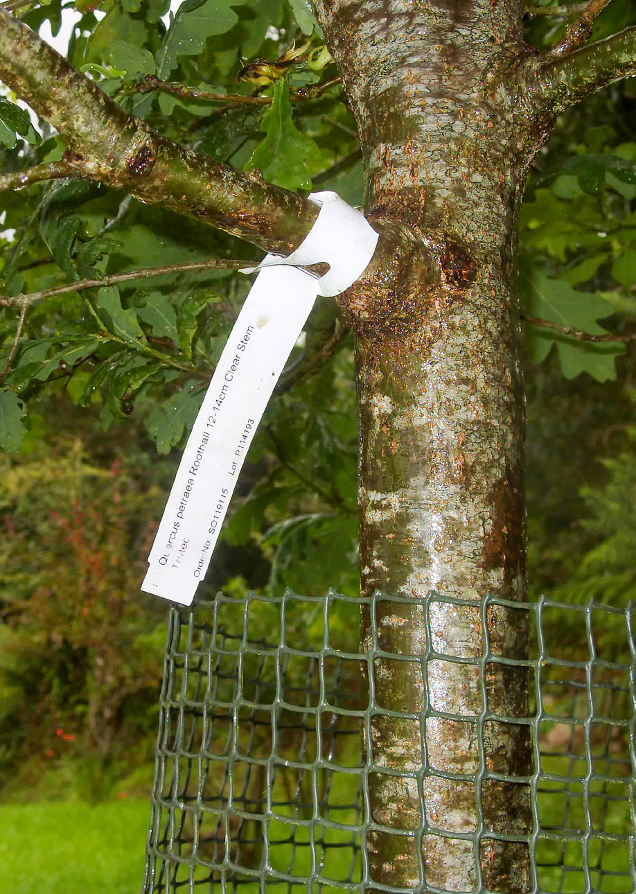 Young oak in a public park