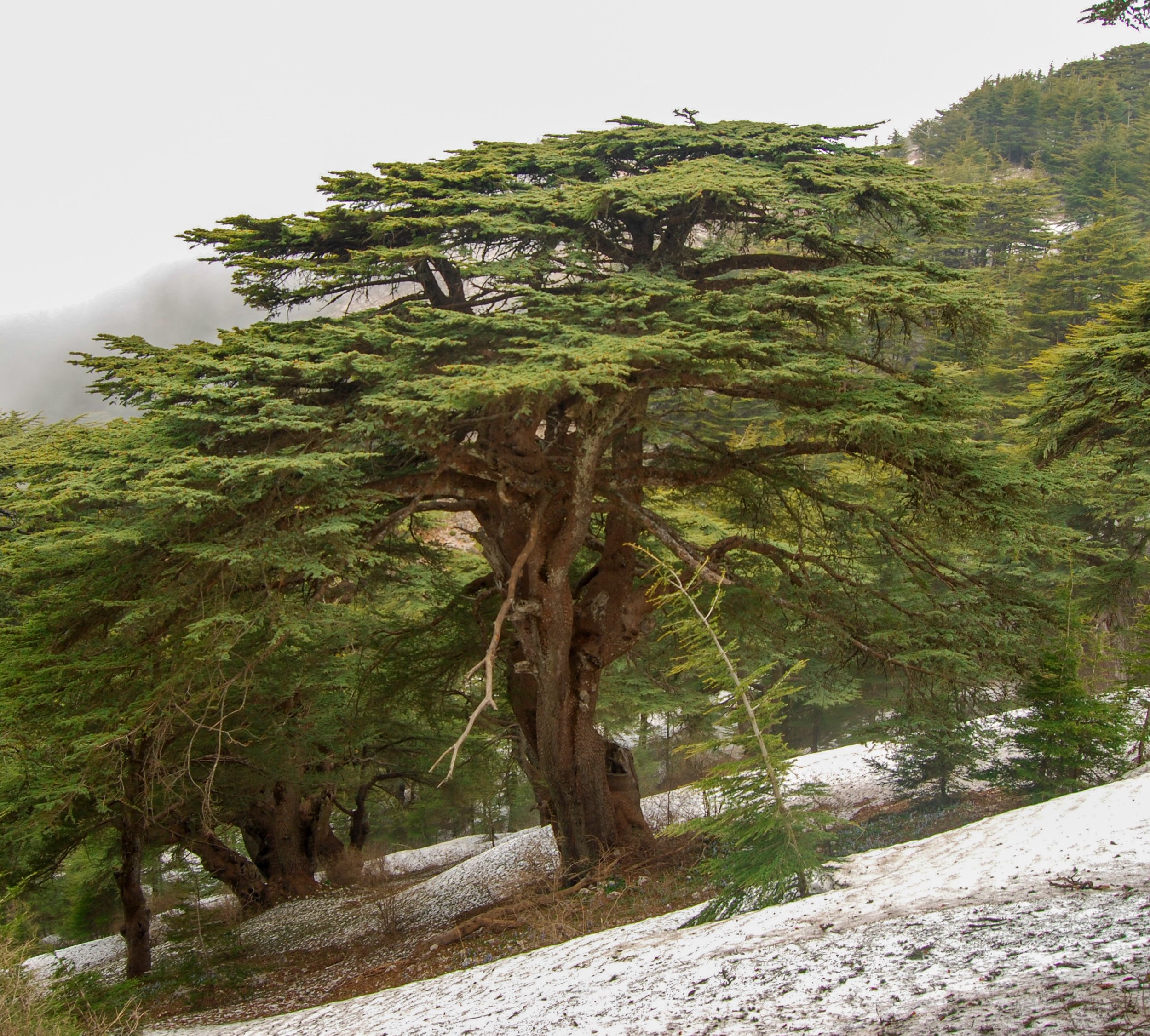 Cedrus libani in their native distribution in the mountains of Lebanon