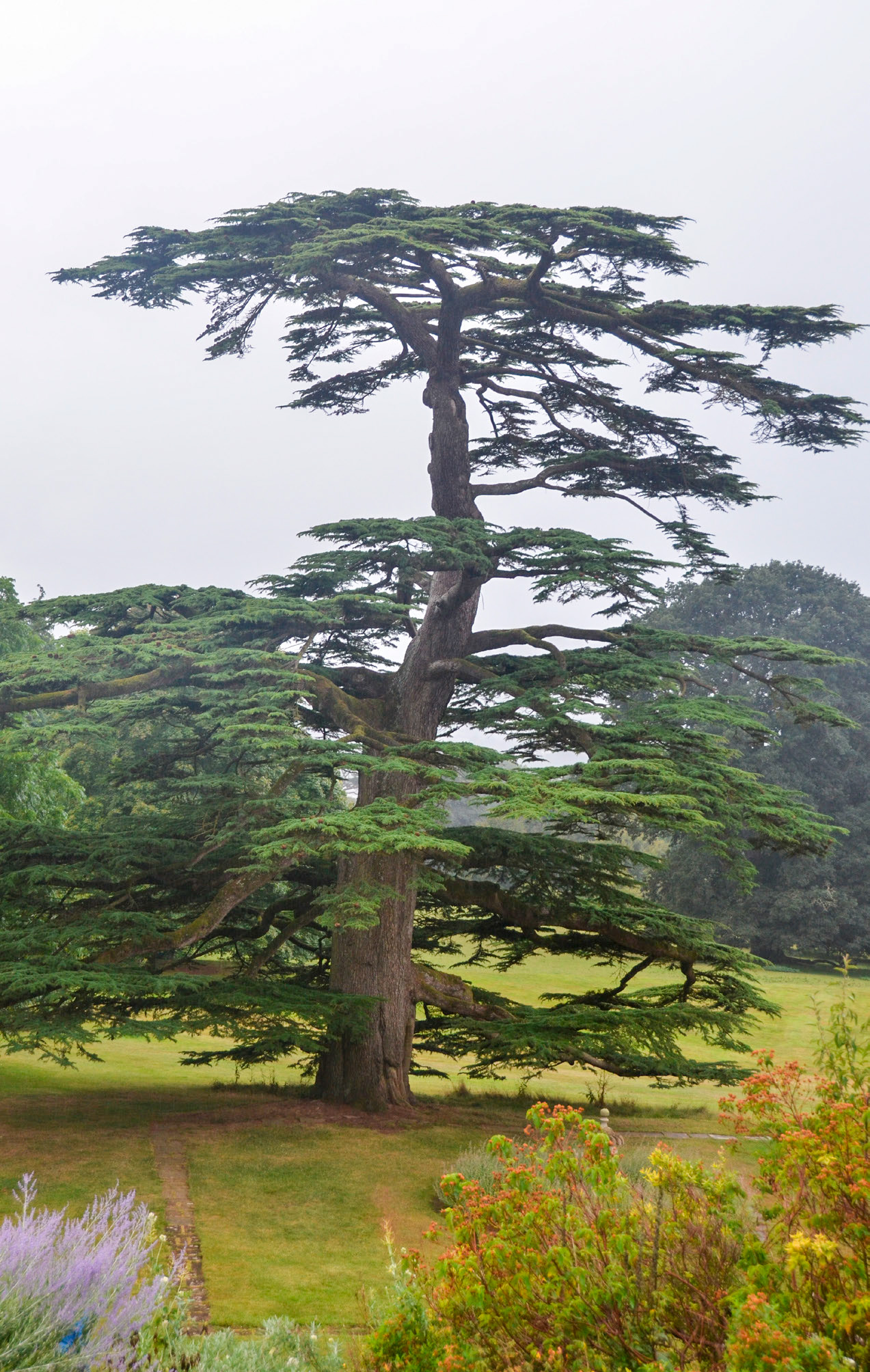 An old Cedrus libani.