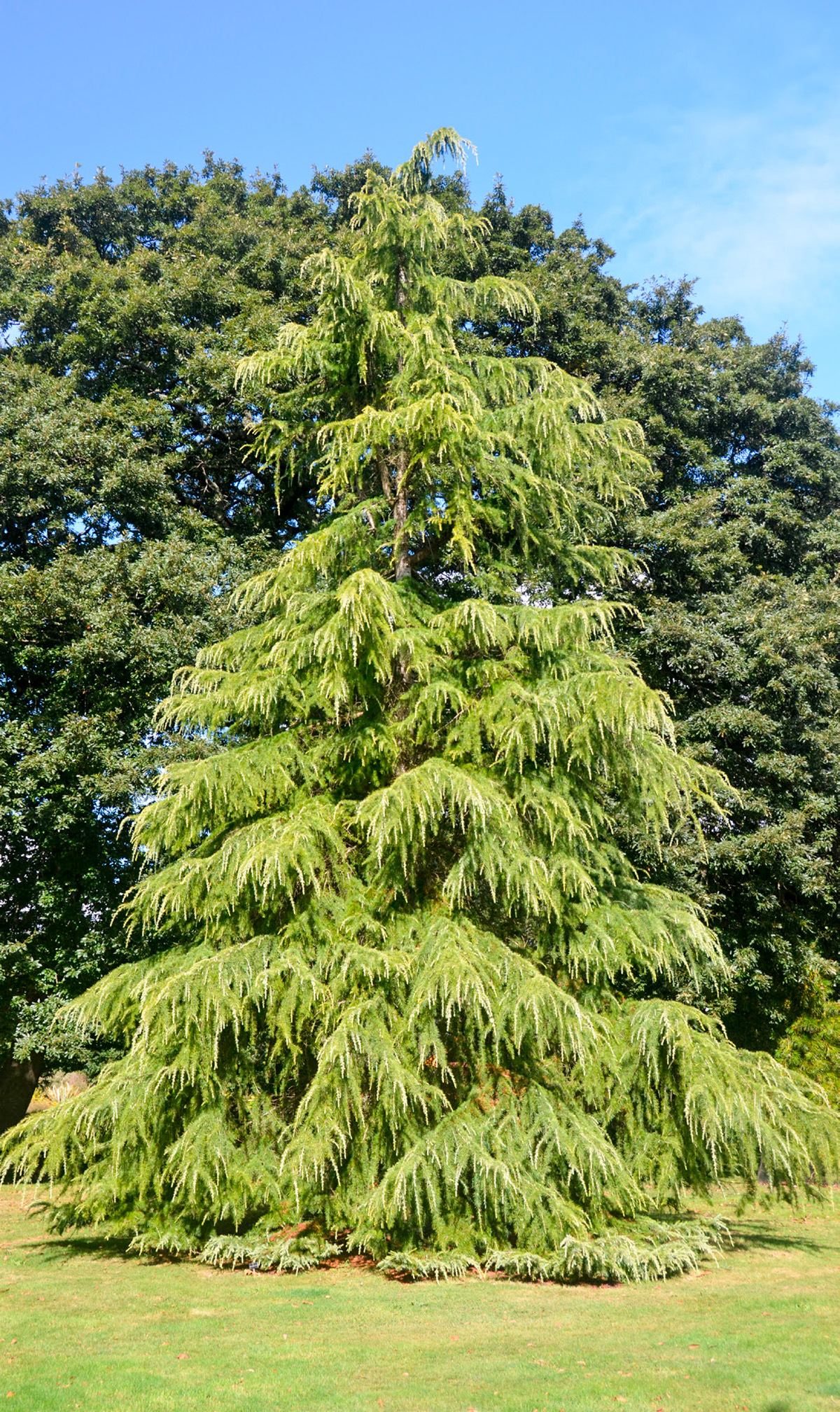 Cedrus deodara.