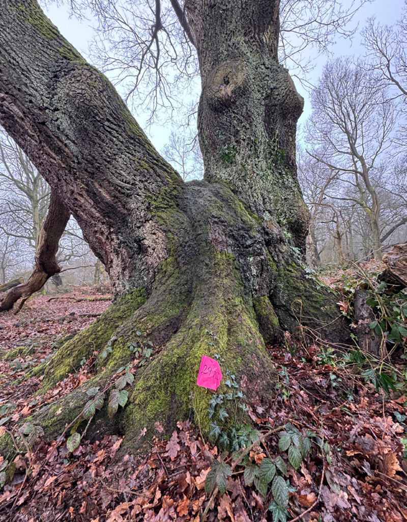 One of the oaks tagged for assessment of its biodiversity value in this study.