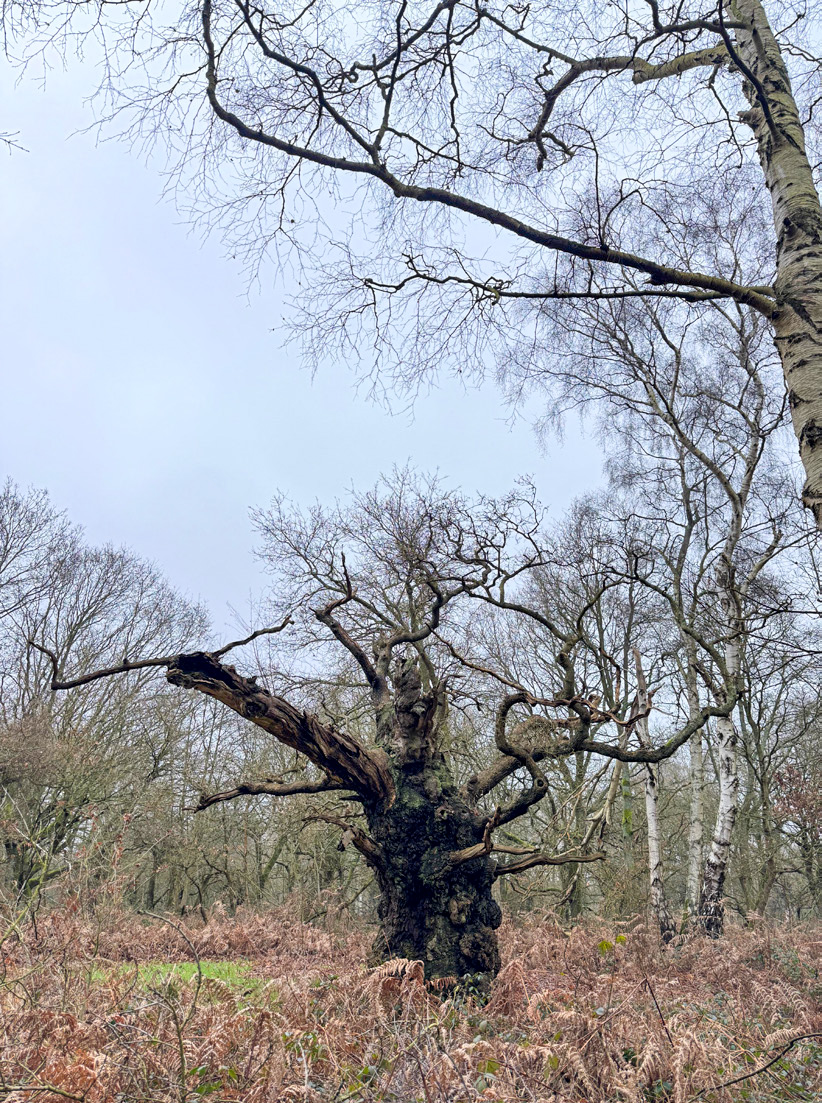 Just one of the c. 400 ancient oaks in Sherwood Forest.