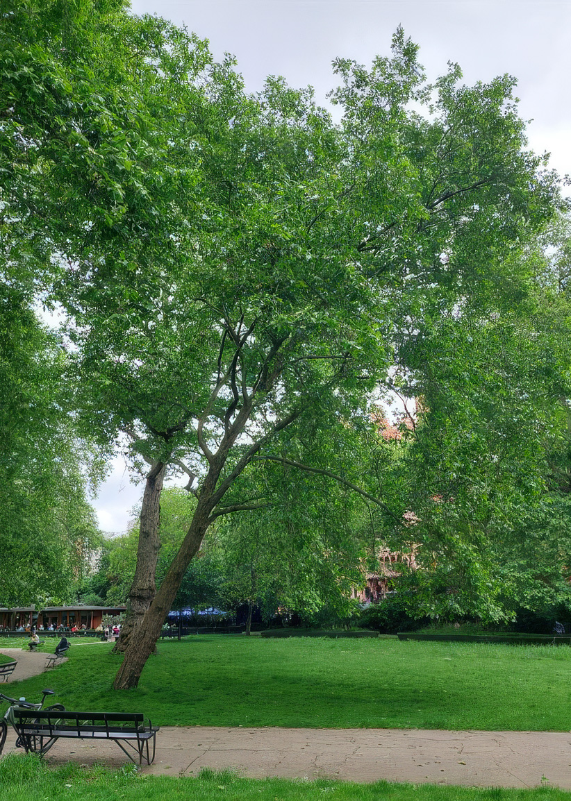 Central London. Lesions and crown dieback - October 2024